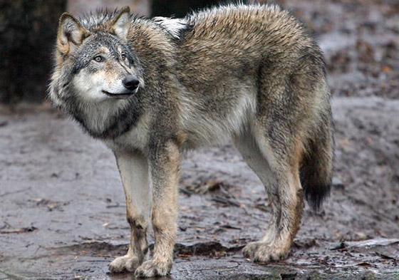 المطر نعمة على بعض الكائنات الحية ونقمة على بعضها الآخر! صورة رقم 5