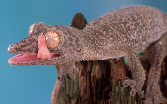 المطر نعمة على بعض الكائنات الحية ونقمة على بعضها الآخر! صورة رقم 6