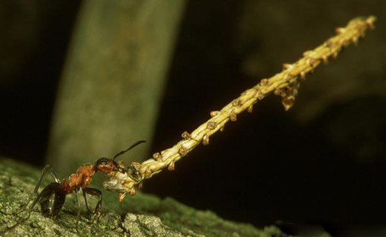 المطر نعمة على بعض الكائنات الحية ونقمة على بعضها الآخر! صورة رقم 7