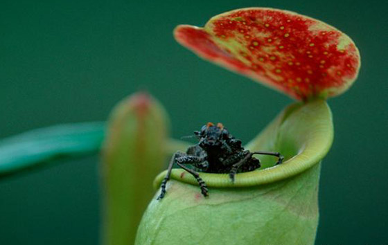 المطر نعمة على بعض الكائنات الحية ونقمة على بعضها الآخر! صورة رقم 8