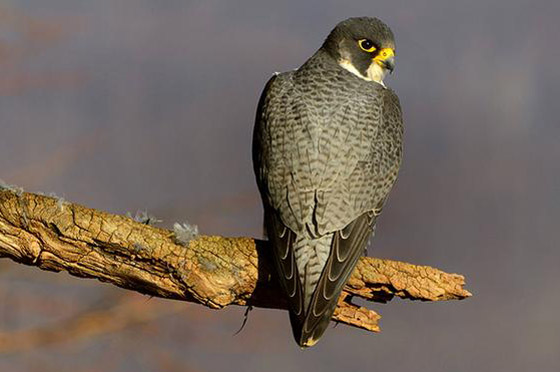 المطر نعمة على بعض الكائنات الحية ونقمة على بعضها الآخر! صورة رقم 9