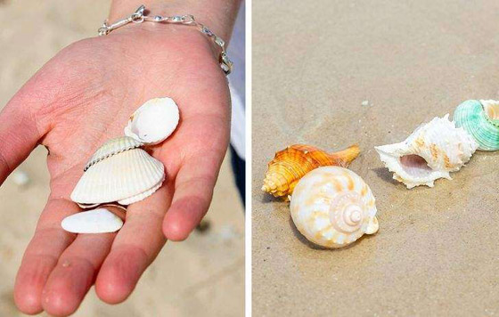 رجل الحرب البرتغالي.. وأخطر الكائنات التي يمكن رؤيتها على الشواطئ صورة رقم 1