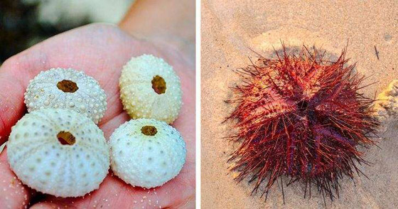 رجل الحرب البرتغالي.. وأخطر الكائنات التي يمكن رؤيتها على الشواطئ صورة رقم 2