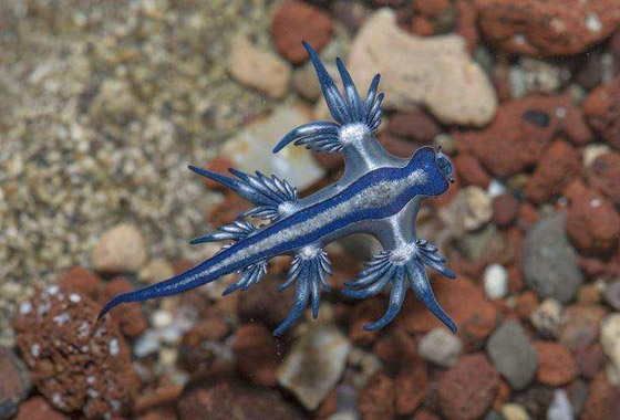 رجل الحرب البرتغالي.. وأخطر الكائنات التي يمكن رؤيتها على الشواطئ صورة رقم 6