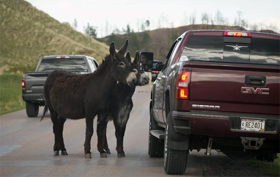 جحش وخنزير وقردة.. حيوانات قد تلتقون بها في طريقكم! صورة رقم 1