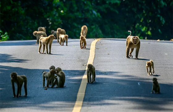 جحش وخنزير وقردة.. حيوانات قد تلتقون بها في طريقكم! صورة رقم 4