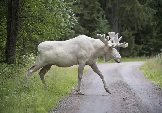 جحش وخنزير وقردة.. حيوانات قد تلتقون بها في طريقكم! صورة رقم 7