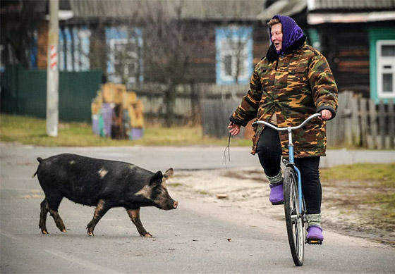جحش وخنزير وقردة.. حيوانات قد تلتقون بها في طريقكم! صورة رقم 9