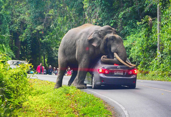 جحش وخنزير وقردة.. حيوانات قد تلتقون بها في طريقكم! صورة رقم 10
