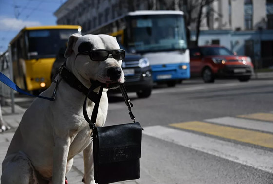 جحش وخنزير وقردة.. حيوانات قد تلتقون بها في طريقكم! صورة رقم 11