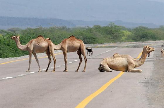 جحش وخنزير وقردة.. حيوانات قد تلتقون بها في طريقكم! صورة رقم 13