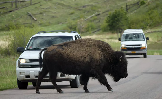 جحش وخنزير وقردة.. حيوانات قد تلتقون بها في طريقكم! صورة رقم 14