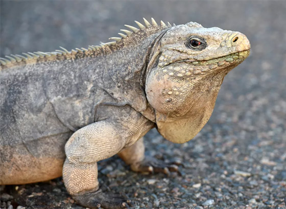 جحش وخنزير وقردة.. حيوانات قد تلتقون بها في طريقكم! صورة رقم 15