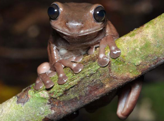 ضفدع الشوكولاتة.. اكتشاف نوع غريب من الضفادع في مستنقعات غينينا صورة رقم 1