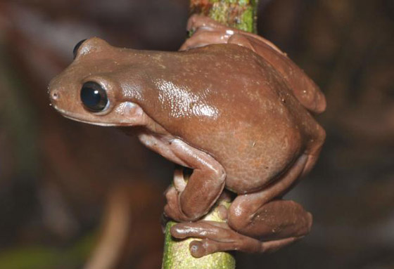 ضفدع الشوكولاتة.. اكتشاف نوع غريب من الضفادع في مستنقعات غينينا صورة رقم 2