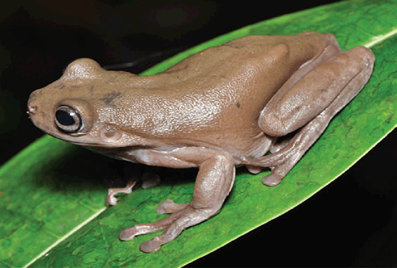 ضفدع الشوكولاتة.. اكتشاف نوع غريب من الضفادع في مستنقعات غينينا صورة رقم 3