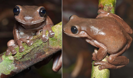 ضفدع الشوكولاتة.. اكتشاف نوع غريب من الضفادع في مستنقعات غينينا صورة رقم 4