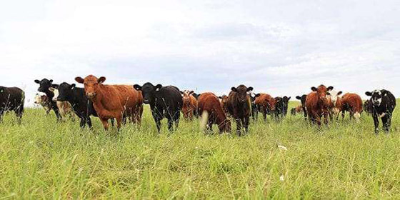 شهامة الغزلان.. وحيوانات بمهارات اجتماعية مذهلة صورة رقم 1