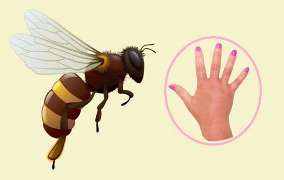 البعوض.. وأشهر الحشرات اللادغة وأعراض الإصابة صورة رقم 1