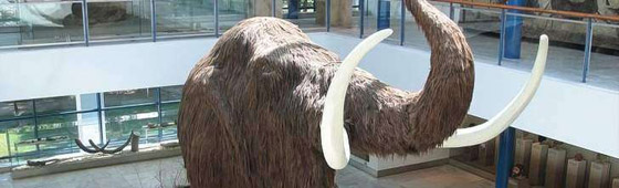 الماموث في زمن الأهرامات.. وحقائق تاريخية مفاجئة عن توقيتات الأحداث صورة رقم 2