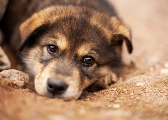 تفسير الكلب في الحلم صورة رقم 4