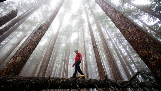 تعمل في صمت ليلا ونهارا.. أي الكائنات الأكثر انتشارا على وجه الأرض؟ صورة رقم 2