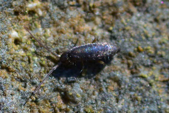 تعمل في صمت ليلا ونهارا.. أي الكائنات الأكثر انتشارا على وجه الأرض؟ صورة رقم 3