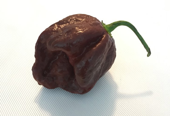 تعرفوا الى أقوى 8 أنواع من الفلفل الحار في العالم صورة رقم 5 تعرفوا الى أقوى 8 أنواع من الفلفل الحار في العالم صورة رقم 5