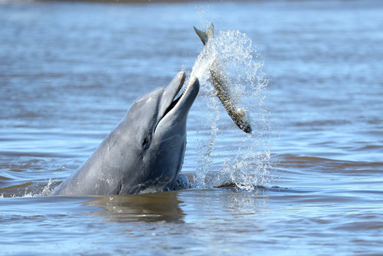 بالصور: جائزة (وايتلي) للصور الطبيعية تعلن أسماء الفائزين لعام 2021 صورة رقم 3