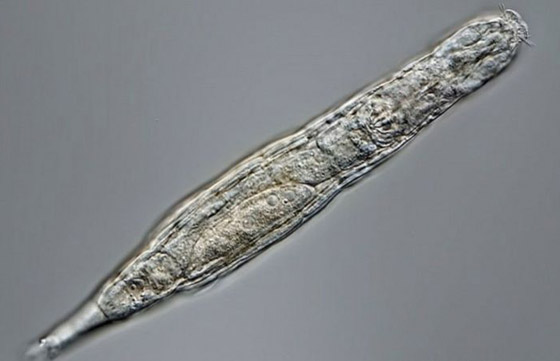 كائن مجهري يعود إلى الحياة بعدما ظل مجمدا 24 ألف سنة! فيديو وصور صورة رقم 3