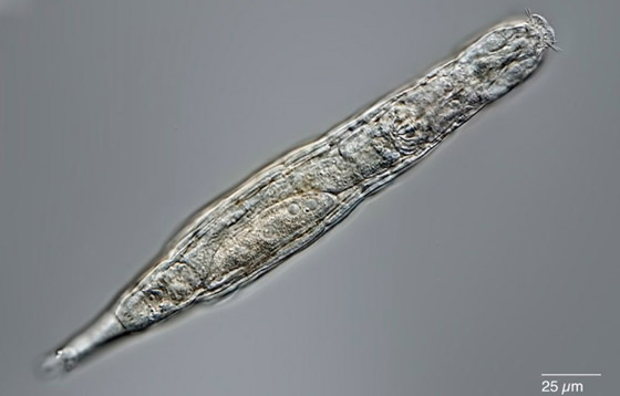 كائن مجهري يعود إلى الحياة بعدما ظل مجمدا 24 ألف سنة! فيديو وصور صورة رقم 1