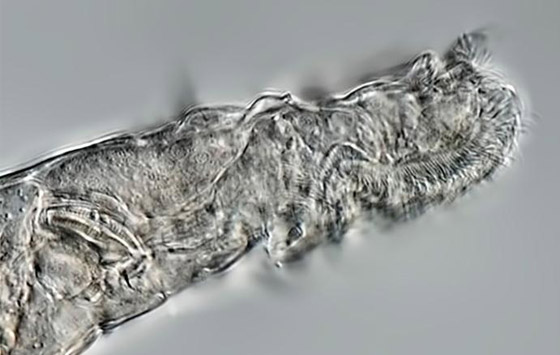 كائن مجهري يعود إلى الحياة بعدما ظل مجمدا 24 ألف سنة! فيديو وصور صورة رقم 5