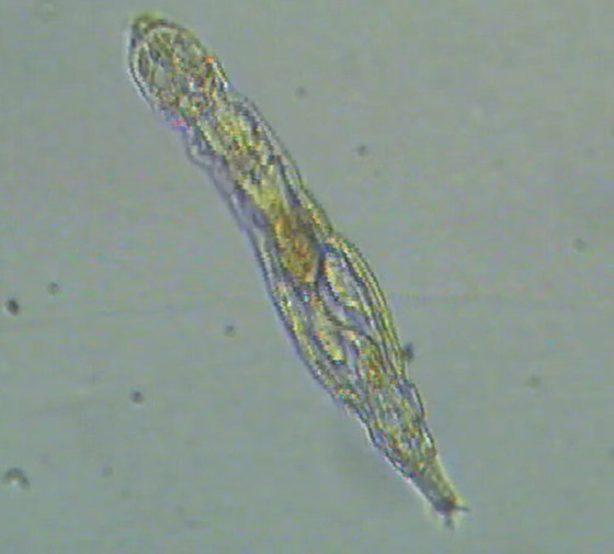 كائن مجهري يعود إلى الحياة بعدما ظل مجمدا 24 ألف سنة! فيديو وصور صورة رقم 6