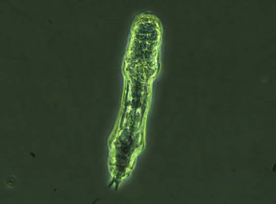 كائن مجهري يعود إلى الحياة بعدما ظل مجمدا 24 ألف سنة! فيديو وصور صورة رقم 7