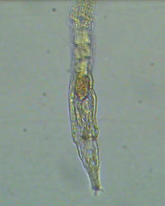 كائن مجهري يعود إلى الحياة بعدما ظل مجمدا 24 ألف سنة! فيديو وصور صورة رقم 2