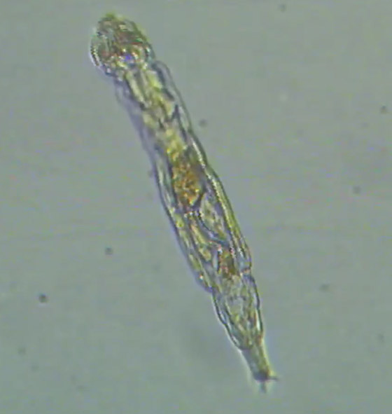 كائن مجهري يعود إلى الحياة بعدما ظل مجمدا 24 ألف سنة! فيديو وصور صورة رقم 8