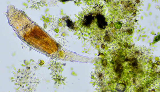 كائن مجهري يعود إلى الحياة بعدما ظل مجمدا 24 ألف سنة! فيديو وصور صورة رقم 9