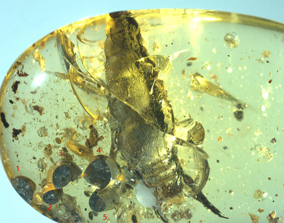 اكتشاف مذهل.. العثور على حلزون عمره 99 مليون سنة (صور) صورة رقم 1