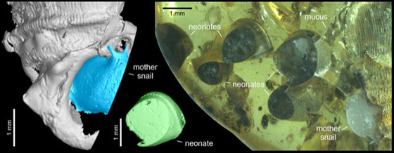 اكتشاف مذهل.. العثور على حلزون عمره 99 مليون سنة (صور) صورة رقم 3