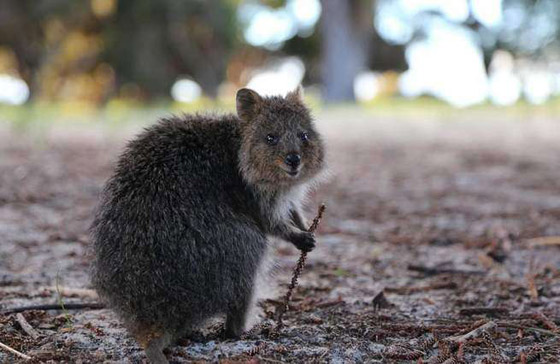 قمم لافيرادو.. وأفضل الصور الجاذبة للعين صورة رقم 3