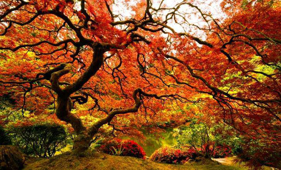 قمم لافيرادو.. وأفضل الصور الجاذبة للعين صورة رقم 4