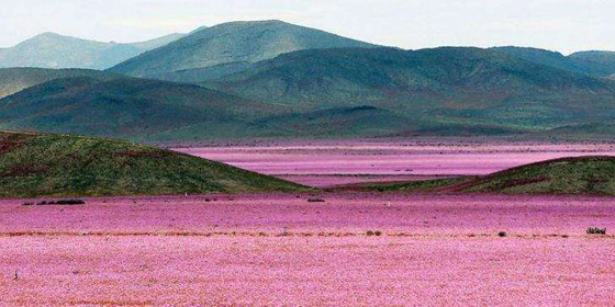 قمم لافيرادو.. وأفضل الصور الجاذبة للعين صورة رقم 9