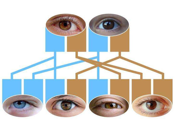 لماذا تختلف أحيانا ملامح الأبناء عن شكل الأبوين؟ صورة رقم 6