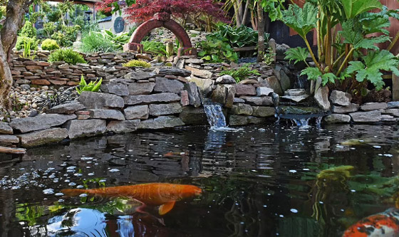 رجل يقضي 10 سنوات في تجميل فناء منزله.. أنفق 11 ألف دولار لتحويله إلى “جنة” من الأسماك والشلالات صورة رقم 2