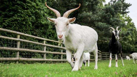 وحيد القرن كاكاريكو.. وحيوانات ترشحت لمناصب سياسية عبر التاريخ صورة رقم 6