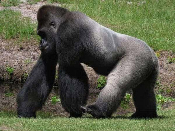 وحيد القرن كاكاريكو.. وحيوانات ترشحت لمناصب سياسية عبر التاريخ صورة رقم 7