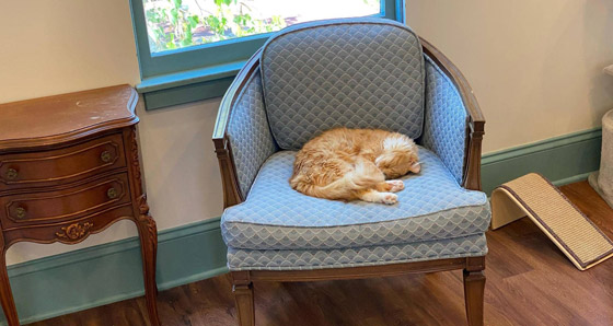 للحيوانات حظوظ.. مقهى للقطط في ولاية أميركية صورة رقم 2