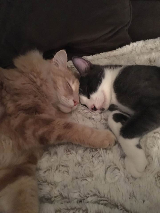 للحيوانات حظوظ.. مقهى للقطط في ولاية أميركية صورة رقم 5