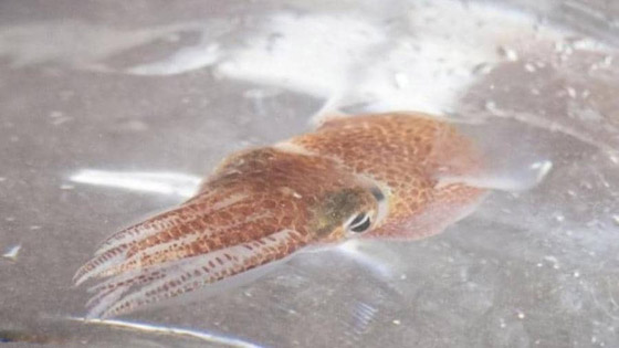 من هاواي إلى المحطة الدولية.. ما قصة 