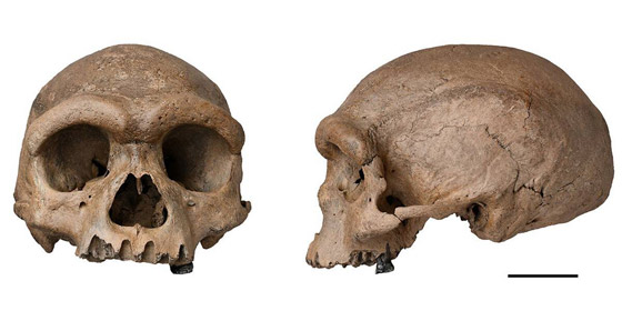 ما هي أنواع البشر الـ8 التي انقرضت؟ وكيف استطاع العلماء تحديدها؟ صورة رقم 6